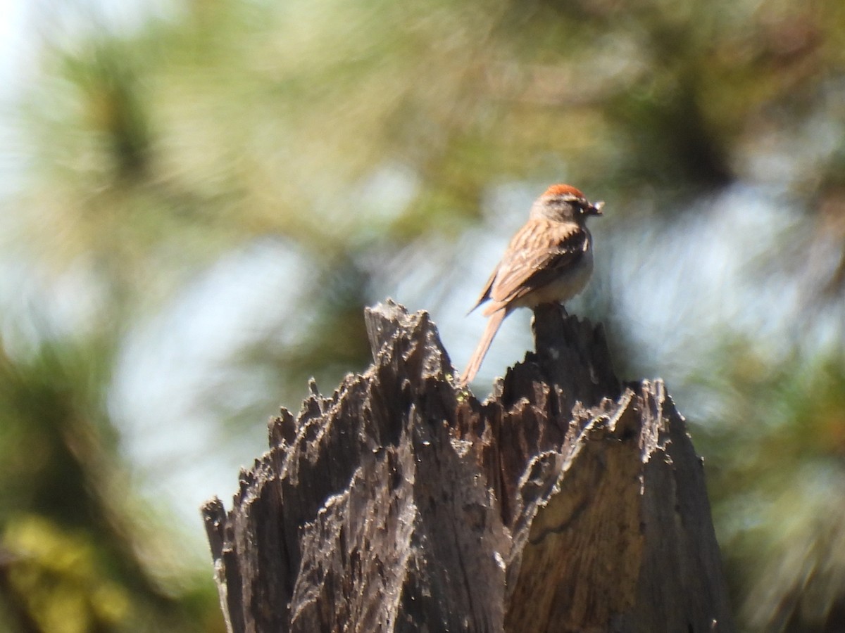 Chipping Sparrow - ML620840694