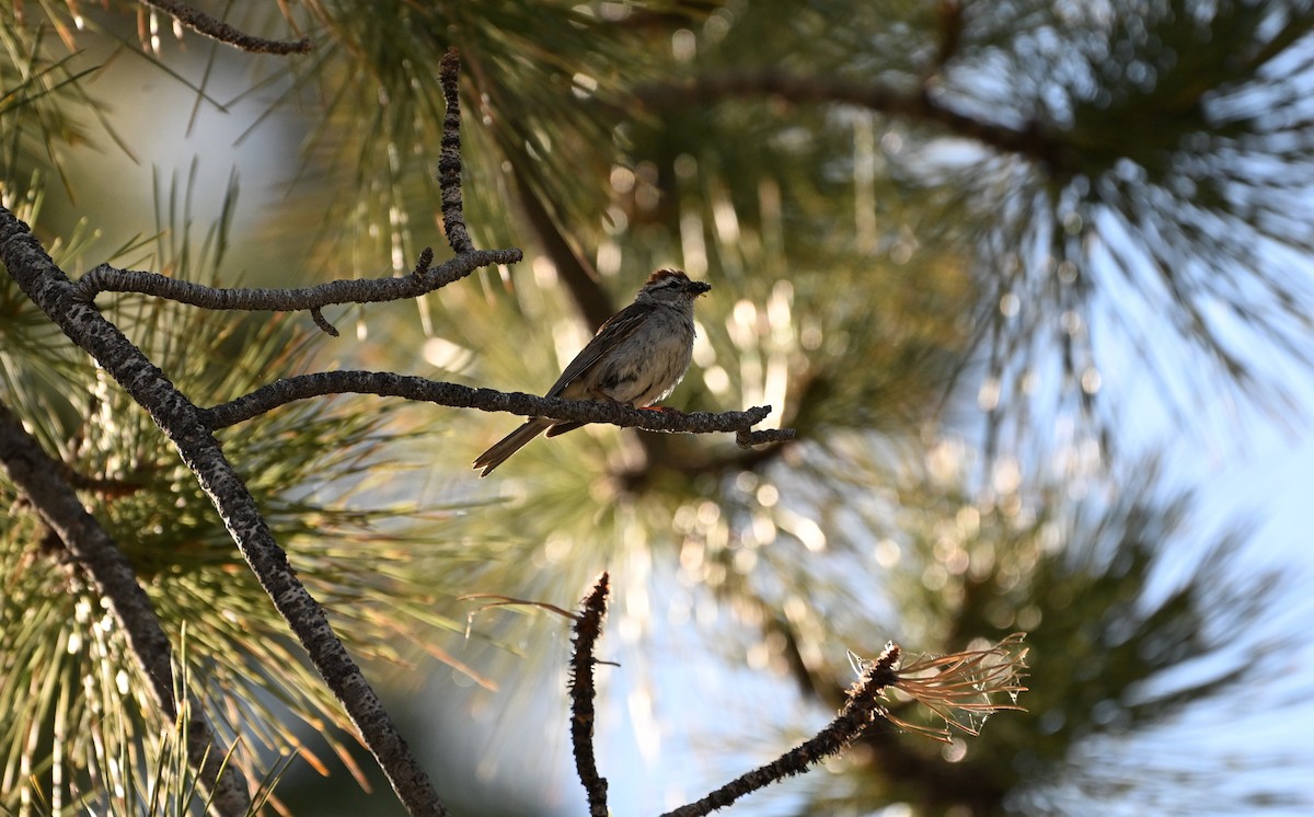 Chipping Sparrow - ML620840723