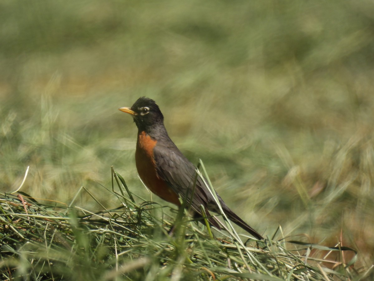American Robin - Mike Coulson
