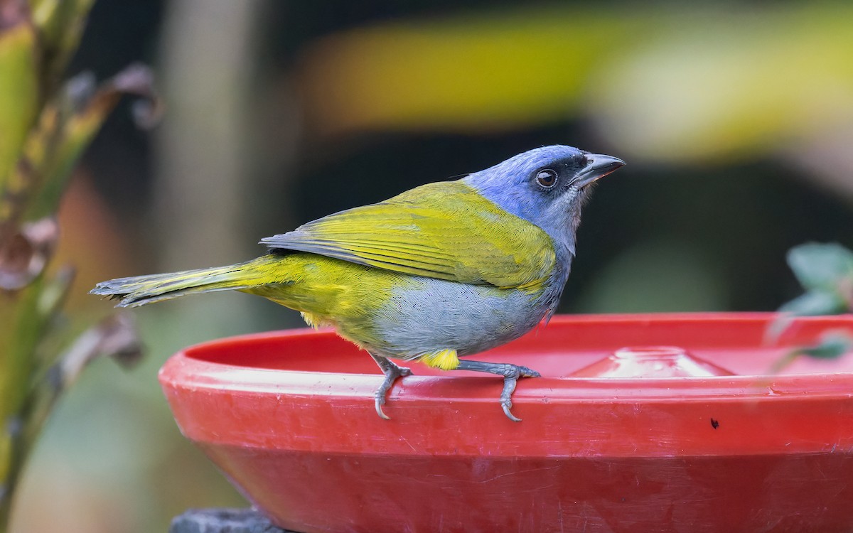 Blue-capped Tanager - ML620840743