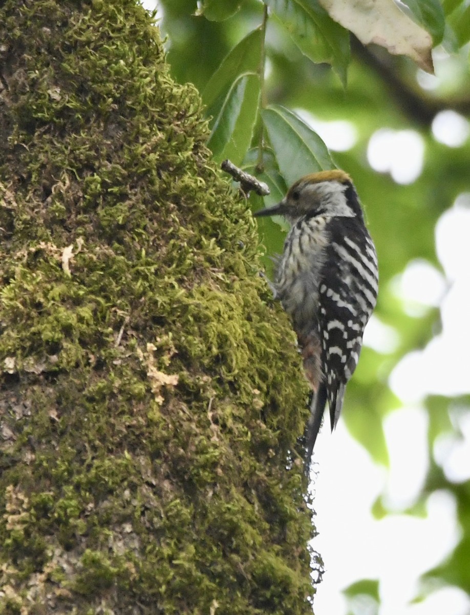 Brown-fronted Woodpecker - ML620840746