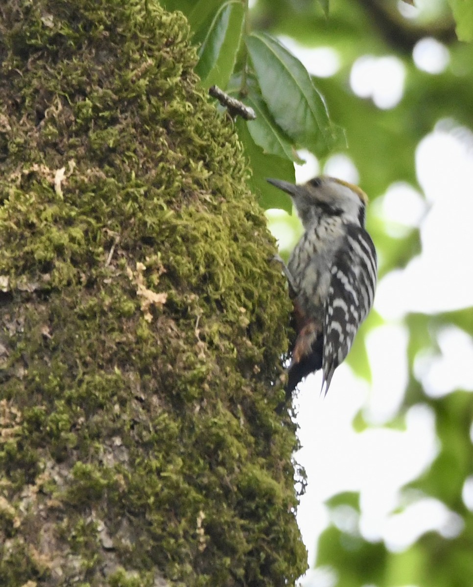 Brown-fronted Woodpecker - ML620840747