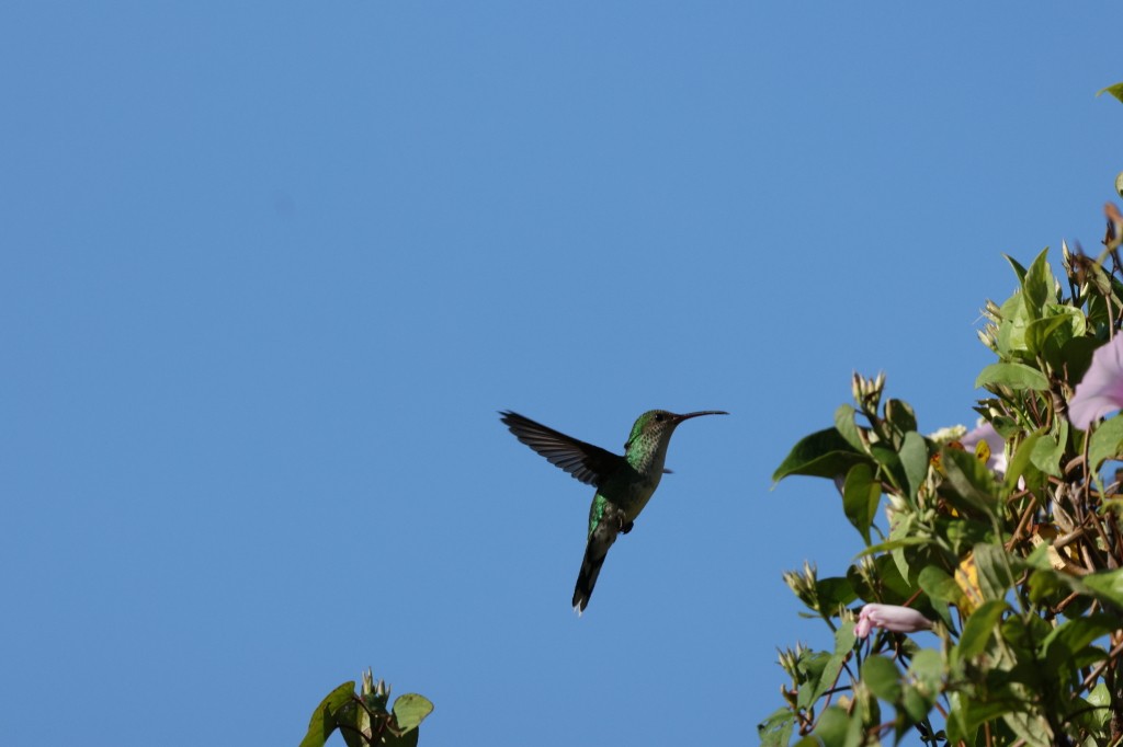 kolibřík jamajský - ML620840756