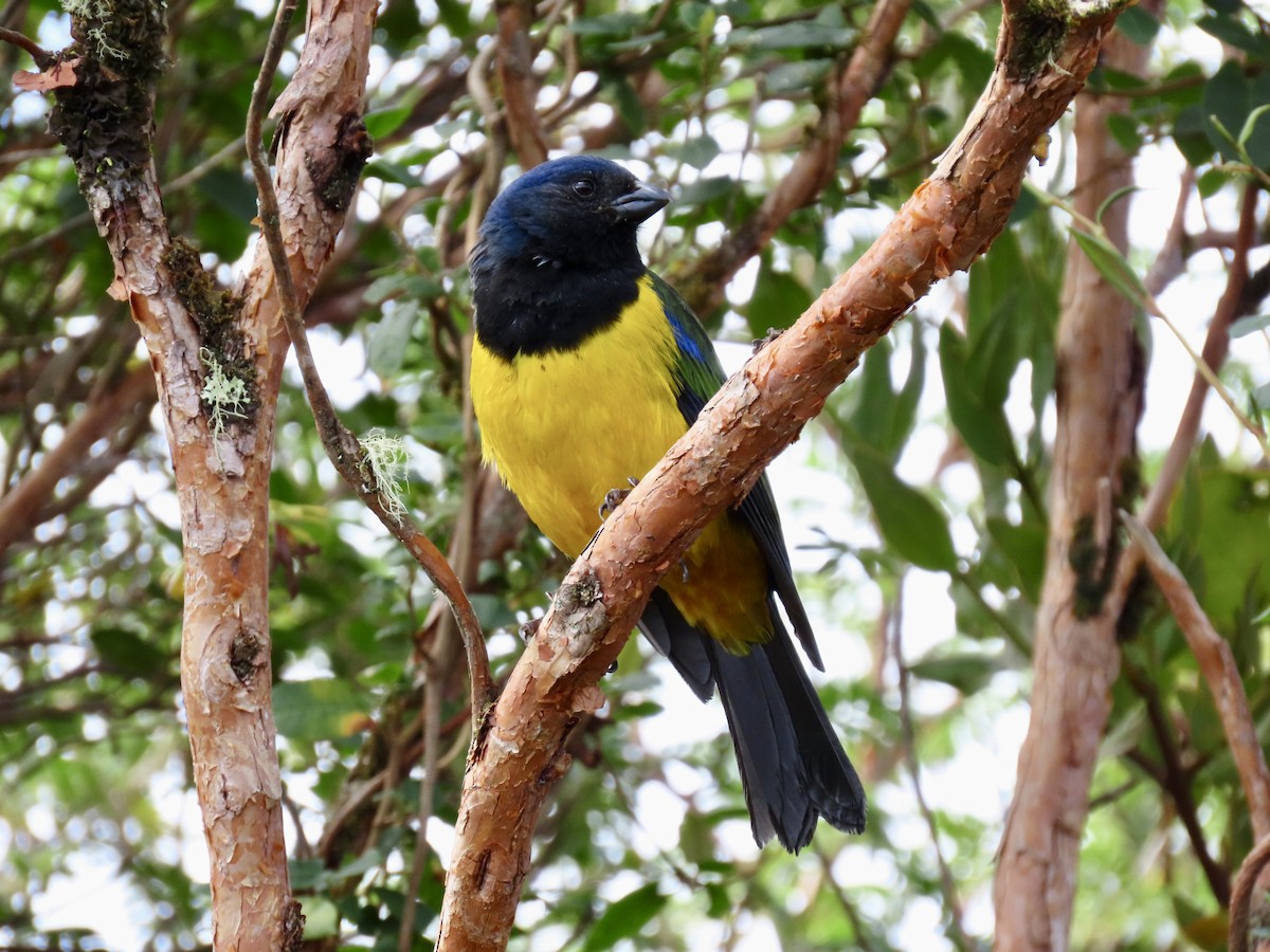 Black-chested Mountain Tanager - ML620840773