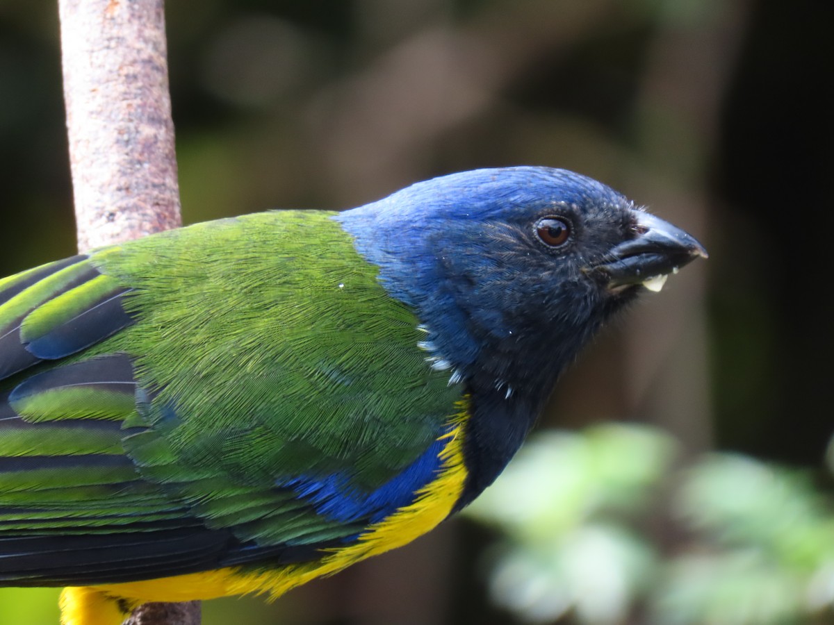 Black-chested Mountain Tanager - ML620840775