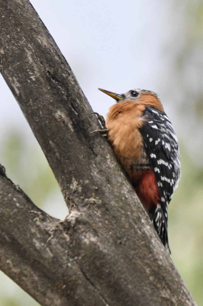 Rufous-bellied Woodpecker - ML620840781