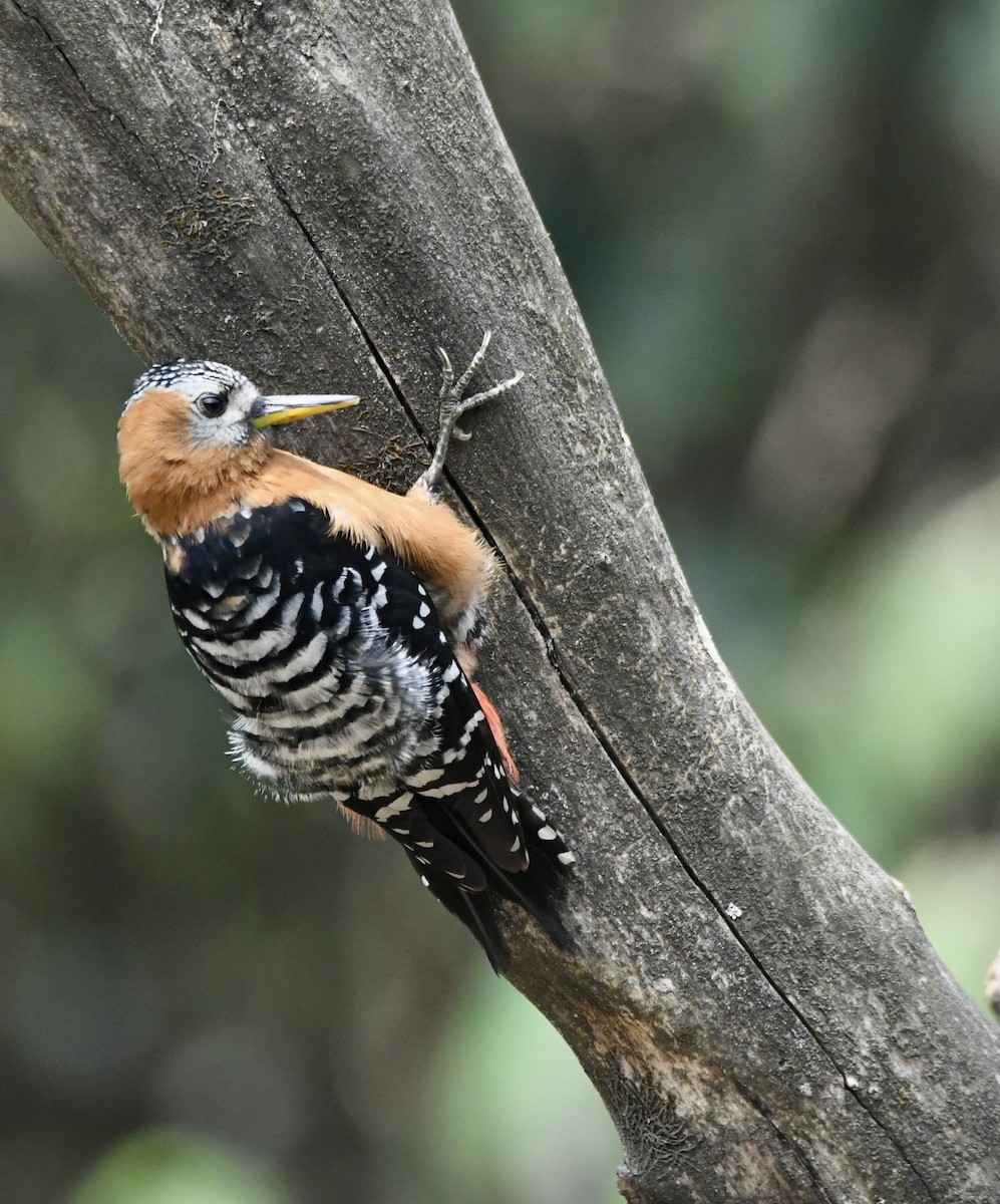 Rufous-bellied Woodpecker - ML620840784