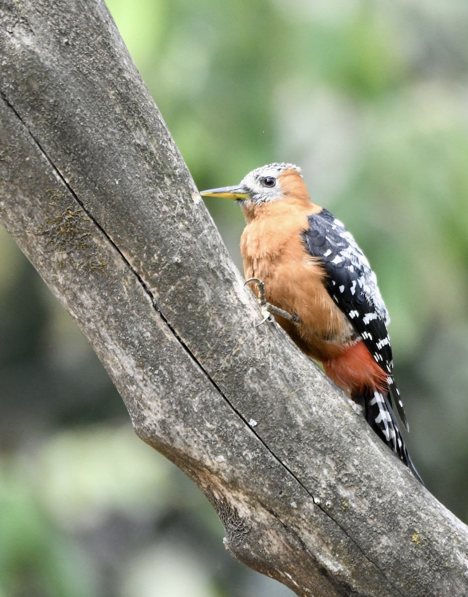 Rufous-bellied Woodpecker - ML620840785