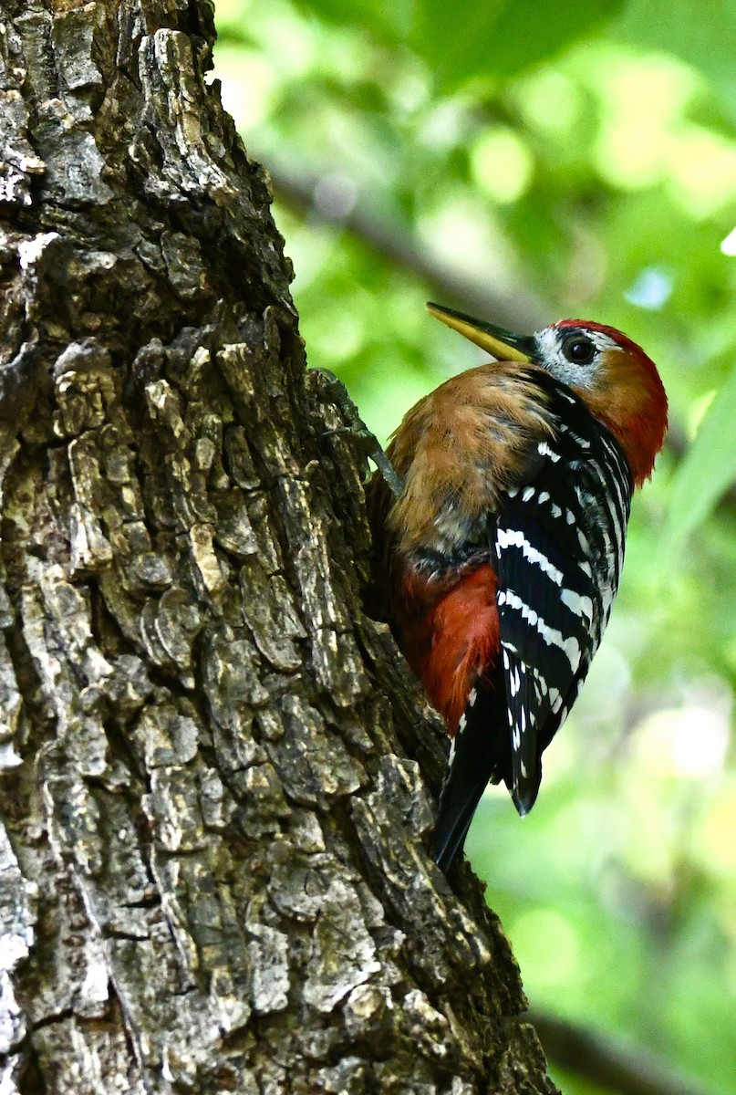 Rufous-bellied Woodpecker - ML620840786