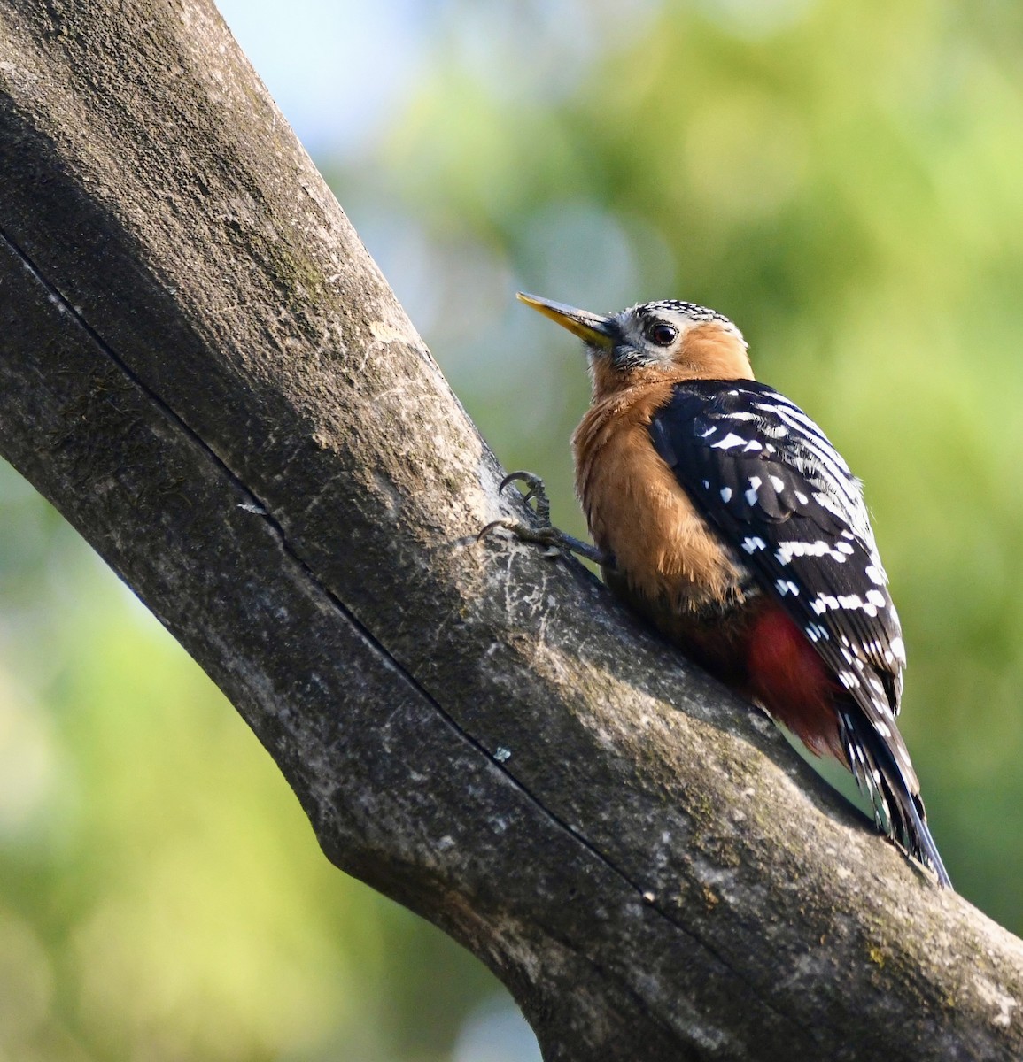 Rufous-bellied Woodpecker - mark perry