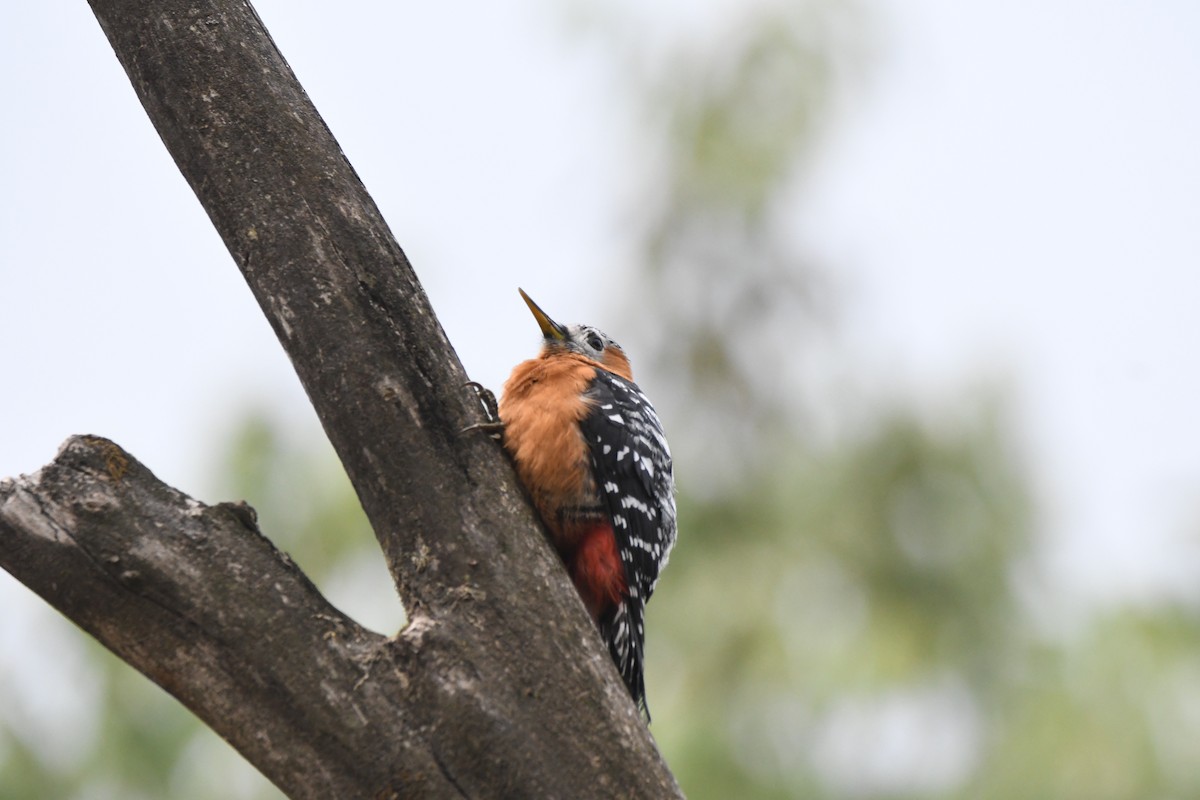 Rufous-bellied Woodpecker - ML620840788
