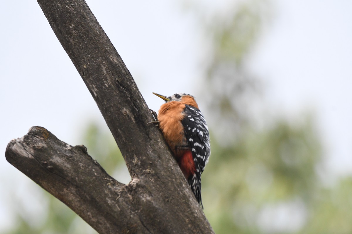Rufous-bellied Woodpecker - mark perry