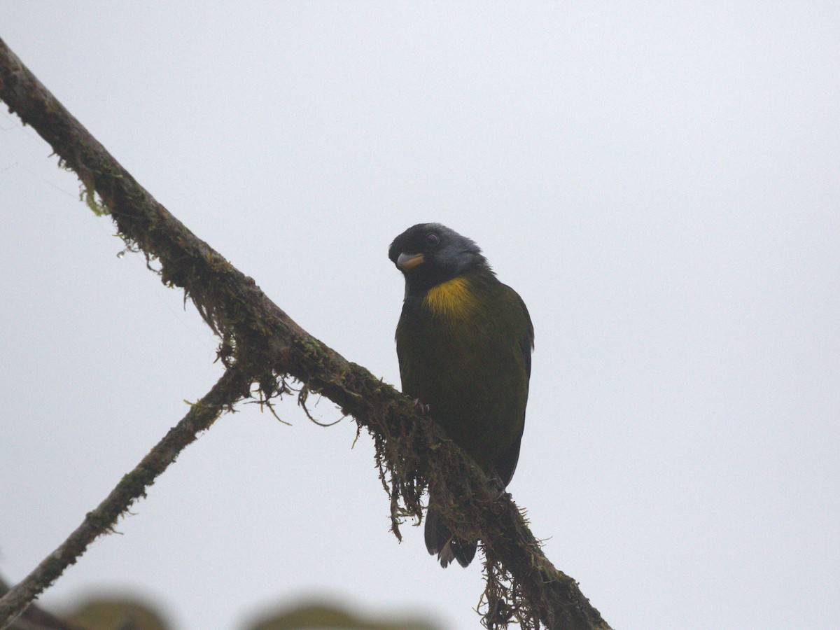 Moss-backed Tanager - ML620840790