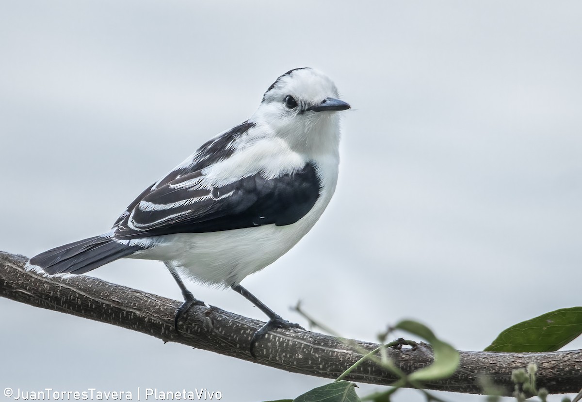 Pied Water-Tyrant - ML620840813