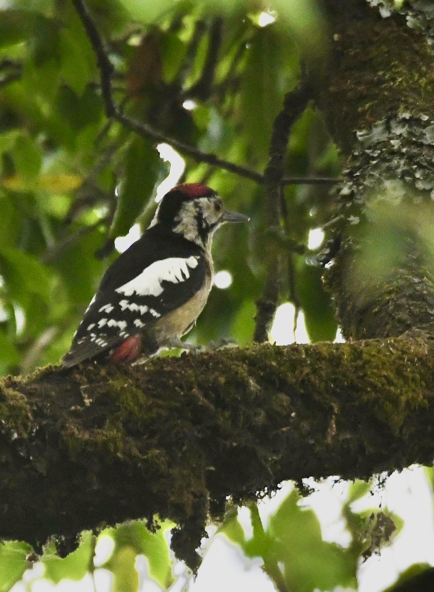 Himalayan Woodpecker - ML620840838