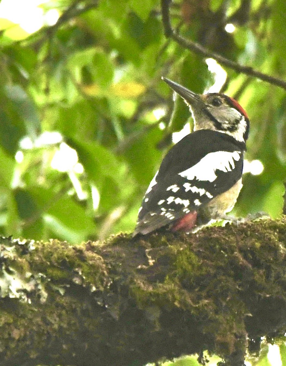 Himalayan Woodpecker - ML620840839
