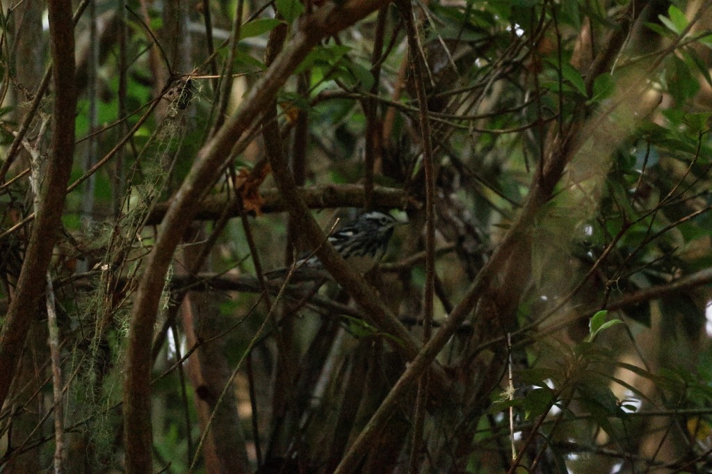 Black-and-white Warbler - ML620840840
