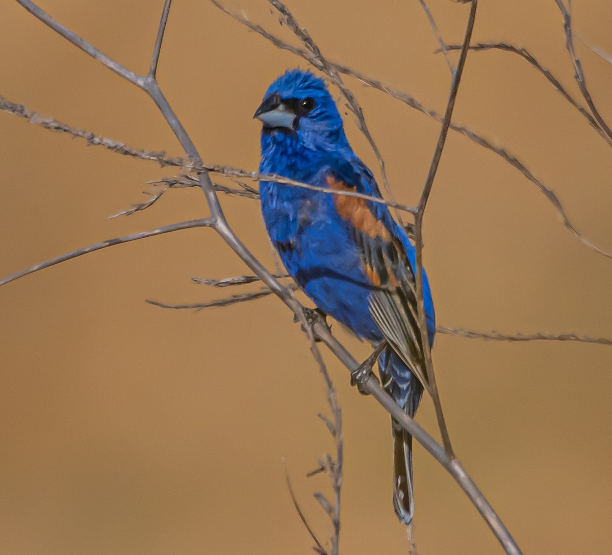 Blue Grosbeak - ML620840909