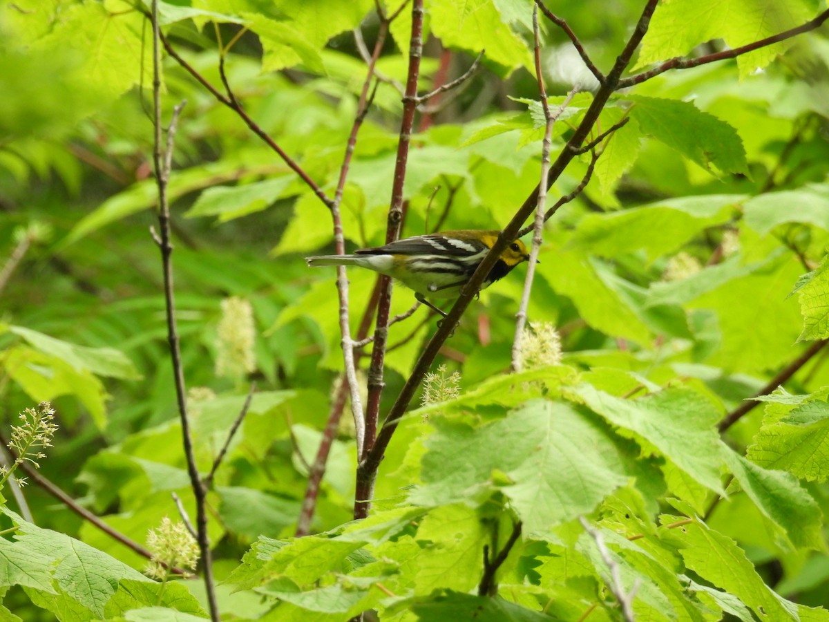 Black-throated Green Warbler - ML620840936