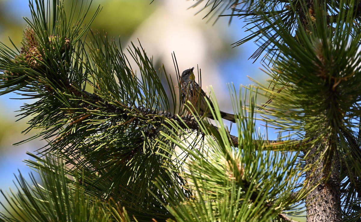 Yellow-rumped Warbler (Audubon's) - ML620840942