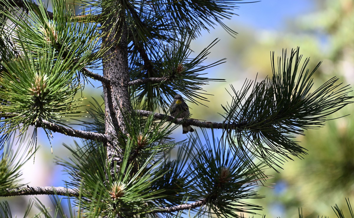 Yellow-rumped Warbler (Audubon's) - ML620840949