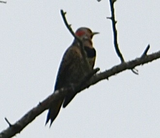 Northern Flicker - ML620840973