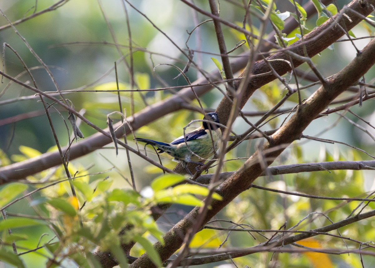 Black-headed Tanager - ML620841000