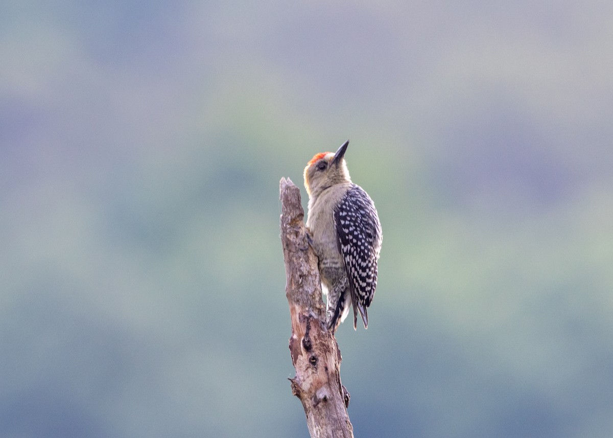 Red-crowned Woodpecker - ML620841021