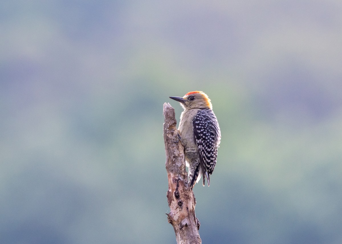 Red-crowned Woodpecker - ML620841022