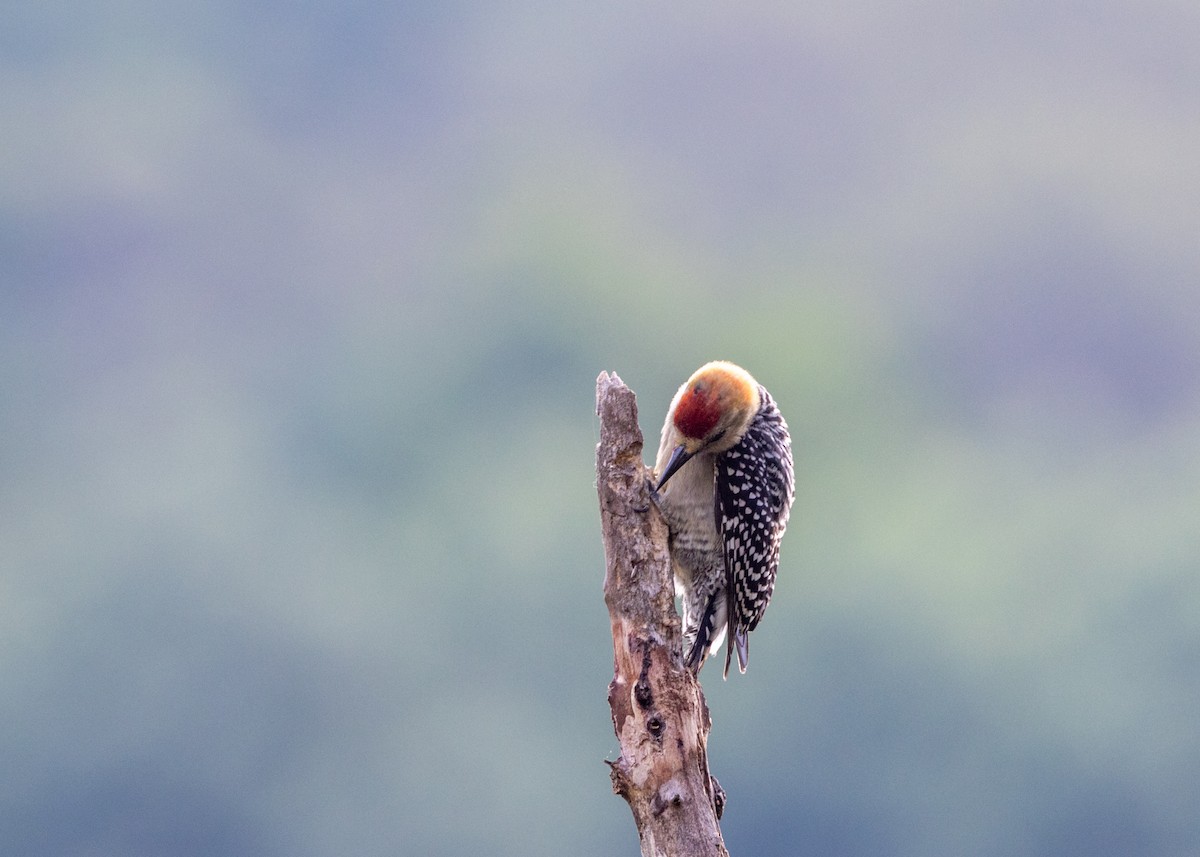 Red-crowned Woodpecker - ML620841024