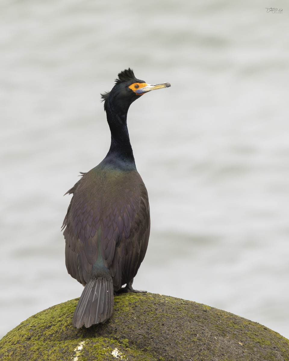 Red-faced Cormorant - ML620841034