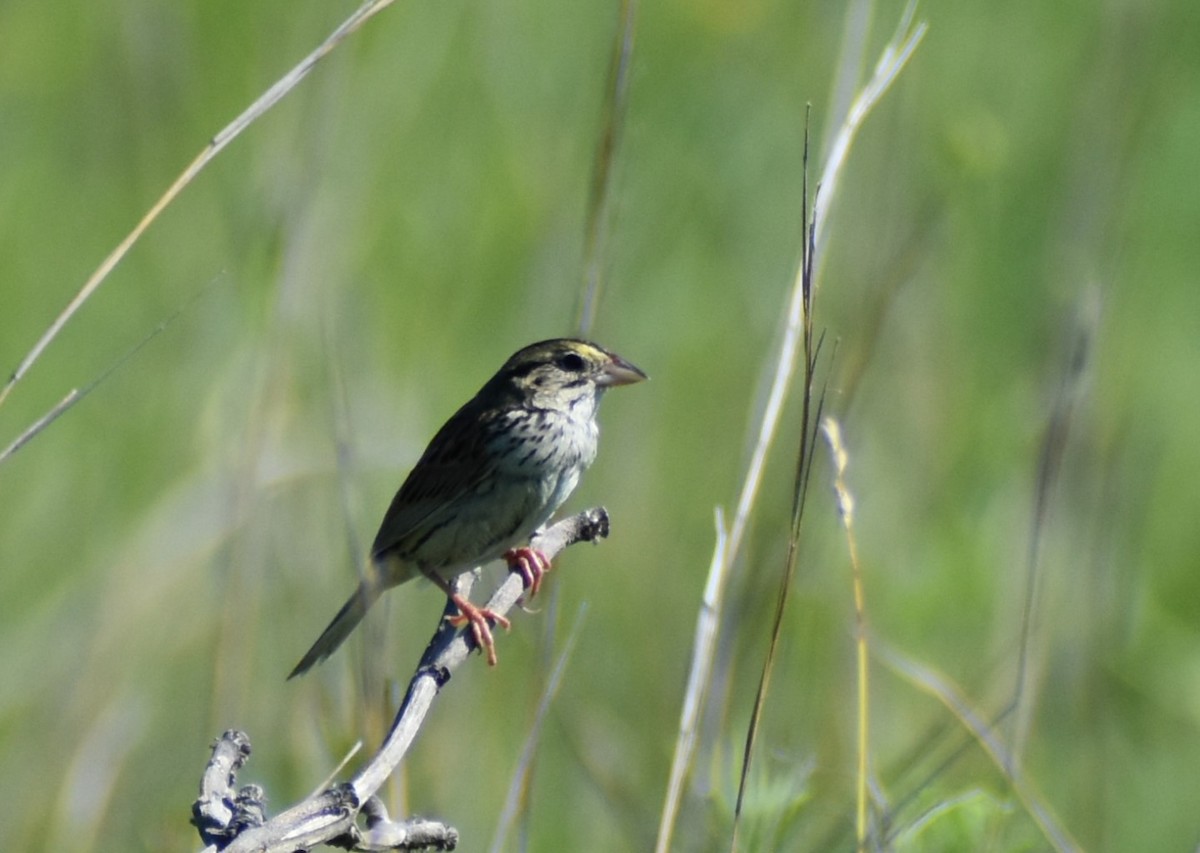 Henslow's Sparrow - Randy Schiller