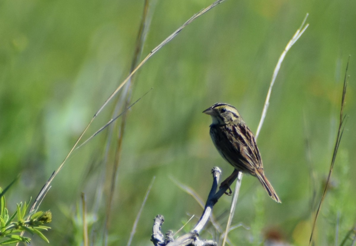 Henslow's Sparrow - ML620841045