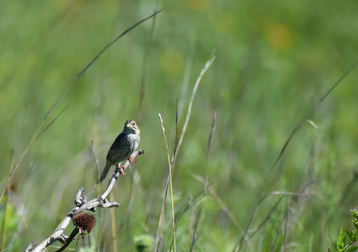 Henslow's Sparrow - ML620841046