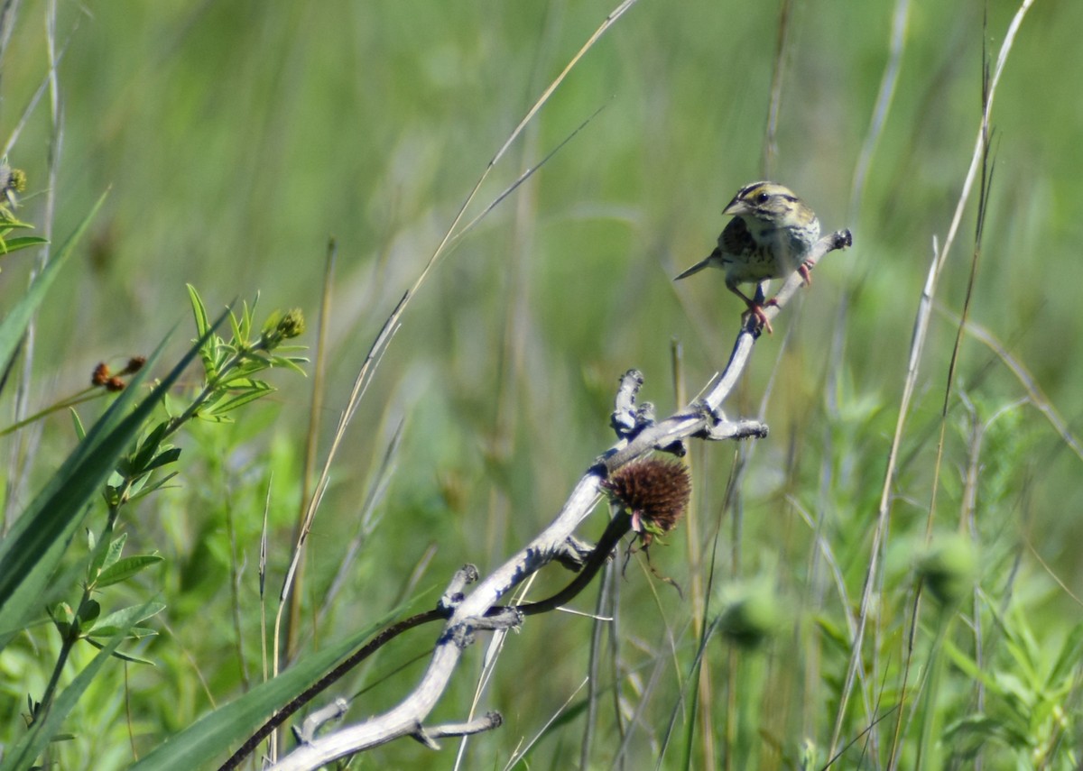 Henslow's Sparrow - ML620841047