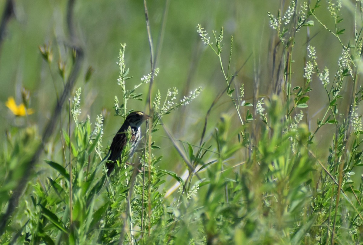 Henslow's Sparrow - ML620841049