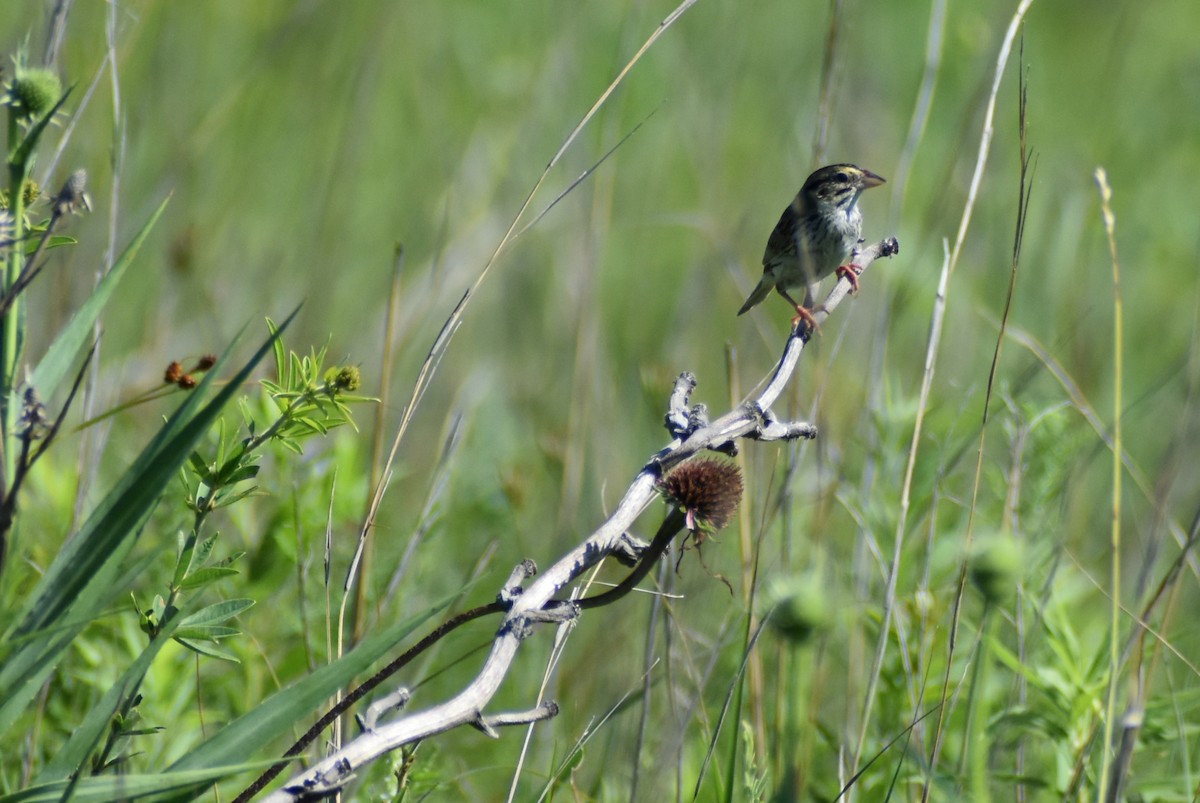 Henslow's Sparrow - ML620841050