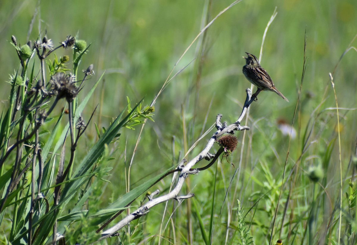 Henslow's Sparrow - ML620841051