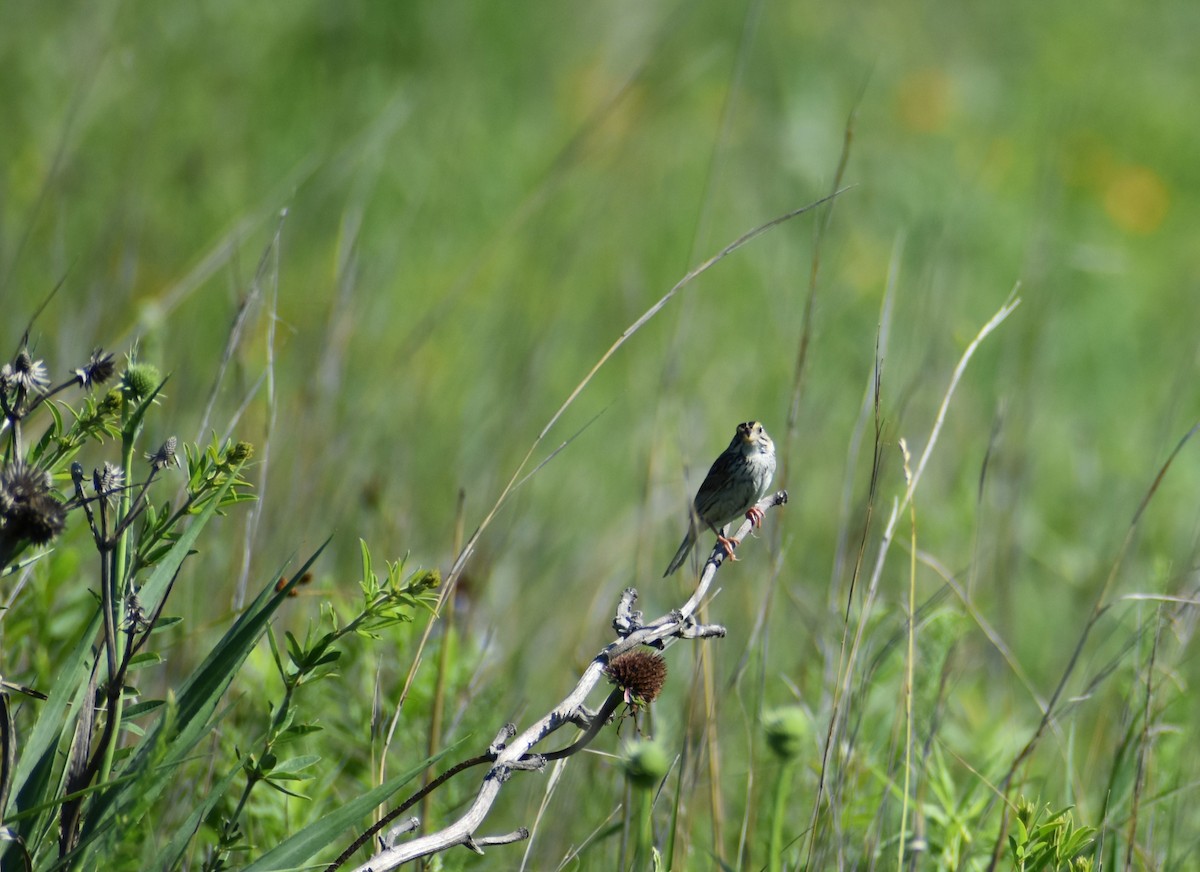 Henslow's Sparrow - Randy Schiller