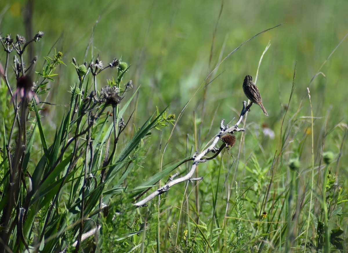 Henslow's Sparrow - ML620841053