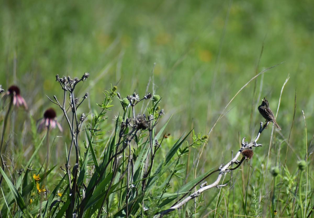 Henslow's Sparrow - ML620841055