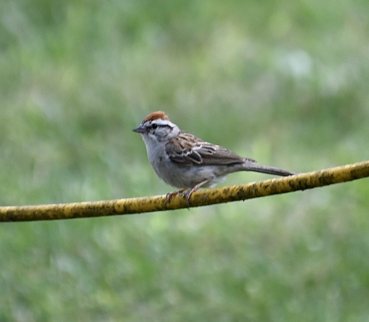 Chipping Sparrow - ML620841058