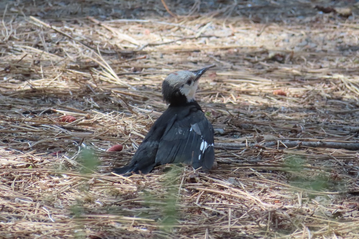 White-headed Woodpecker - ML620841084