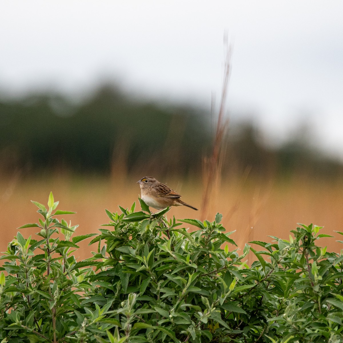 Grassland Sparrow - ML620841092