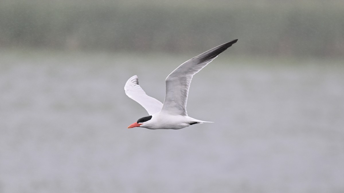 Caspian Tern - ML620841105