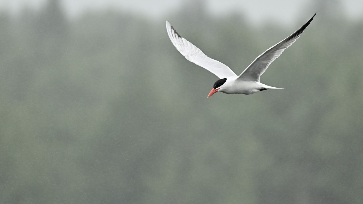 Caspian Tern - ML620841106