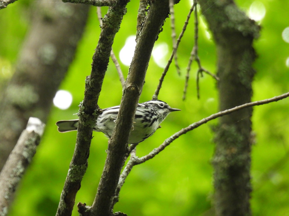 Black-and-white Warbler - ML620841141