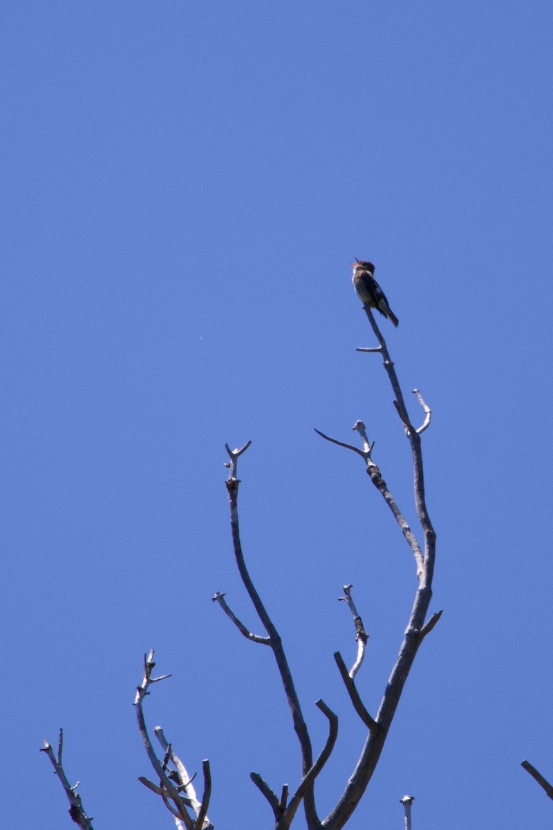 Olive-sided Flycatcher - ML620841143