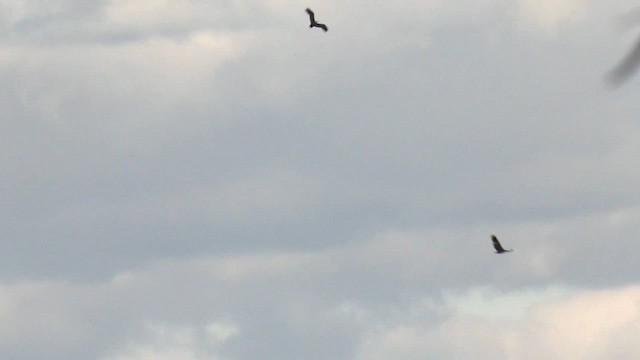 White-bellied Sea-Eagle - ML620841147