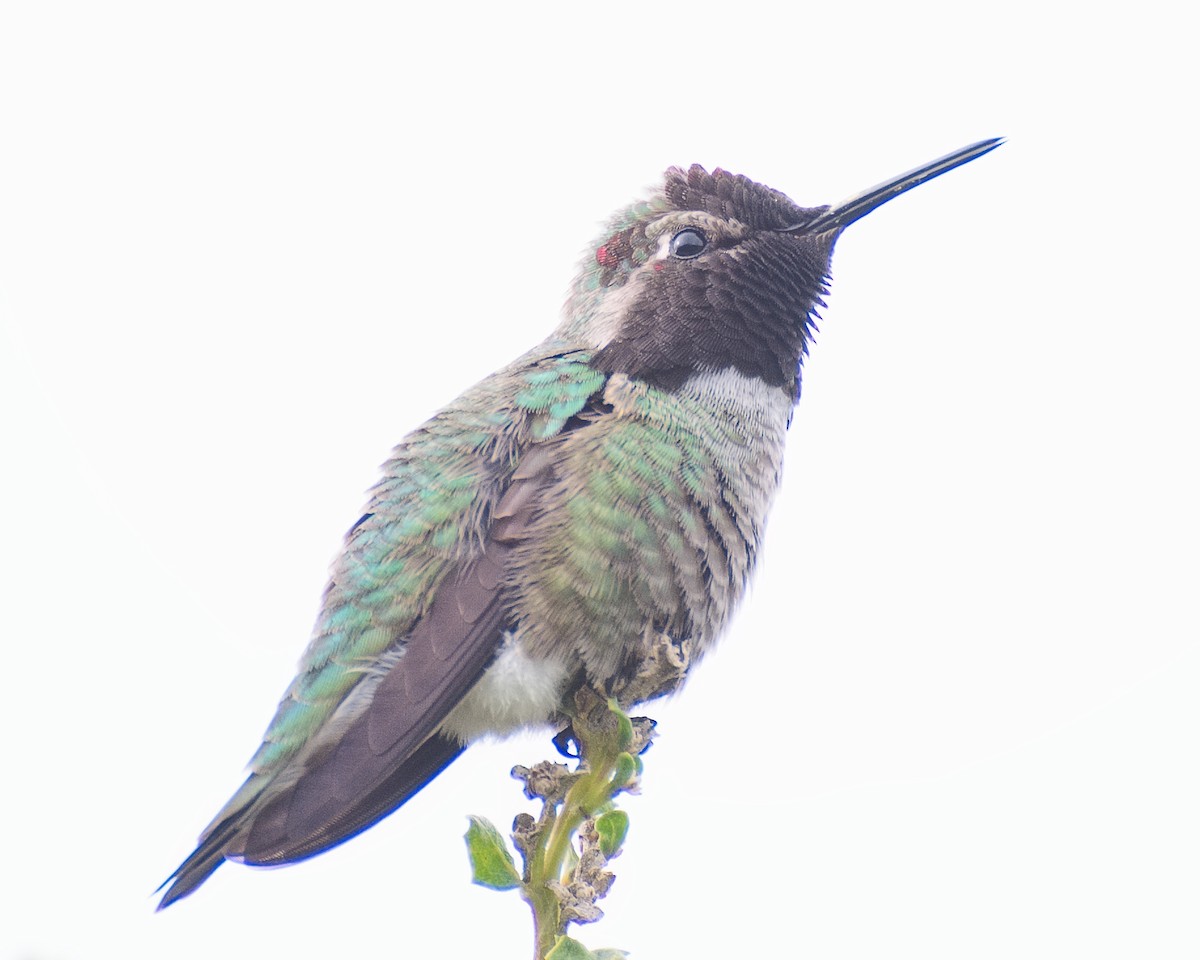Anna's Hummingbird - ML620841160